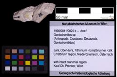 Foto (Objekt + Etiketten) von Goniodromites sp. (NHMW-GEO-1990-0041-0025b)